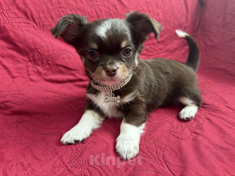 Собаки в других городах Московской области: Мальчик чихуахуа Грегори Мальчик, 50 000 руб. - фото 3