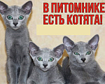 Кошки в Калининграде: Чистокровная Русская голубая девочка с еврородословной Девочка, 65 000 руб. - фото 2
