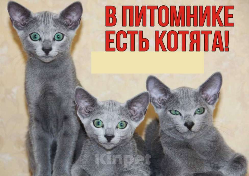 Кошки в Калининграде: Чистокровная Русская голубая девочка с еврородословной Девочка, 65 000 руб. - фото 2