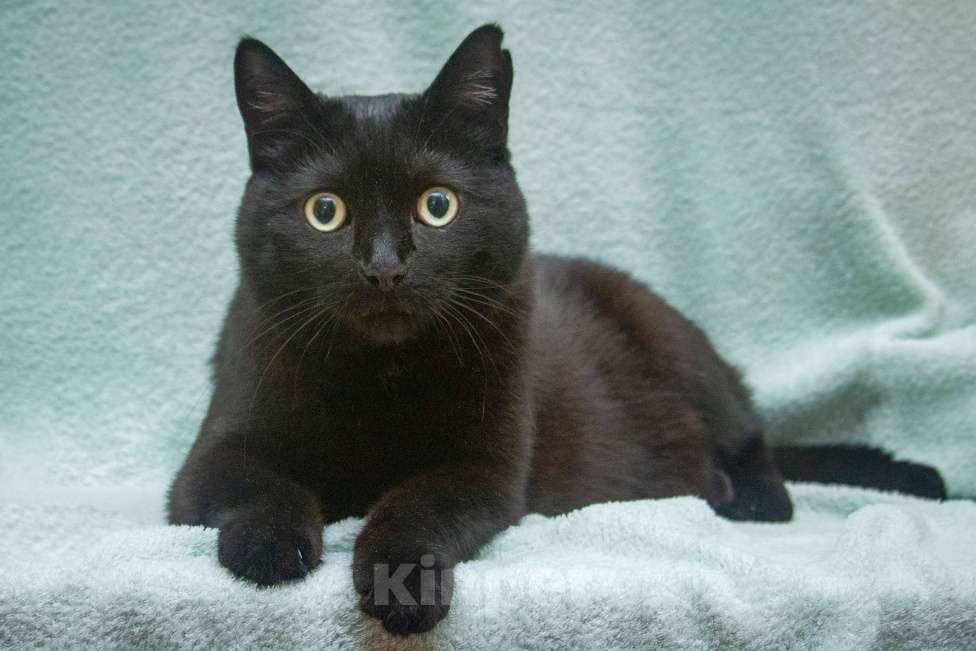 Кошки в Москве: Микропантерка. Кошка в добрые руки Девочка, Бесплатно - фото 4