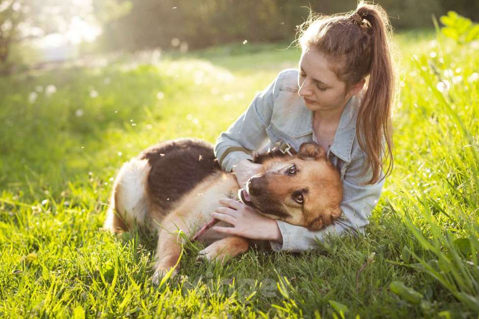 Собаки в Москве: Метис в добрые руки! Девочка, очень умная Девочка, Бесплатно - фото 5