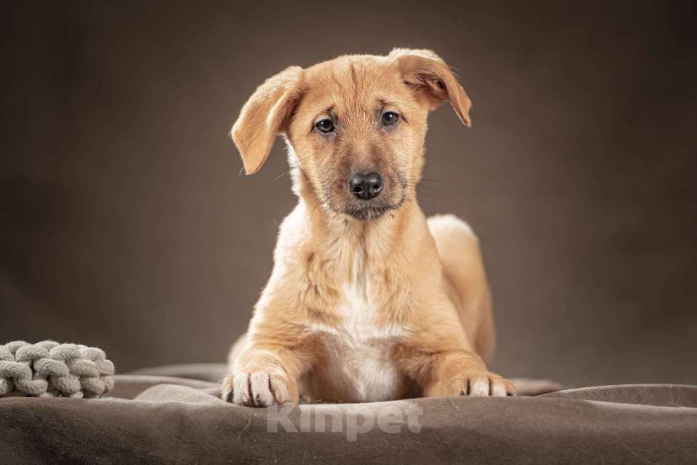 Собаки в Клине: Мейси — жизнерадостная шалунья подарит вам много радости Девочка, Бесплатно - фото 8