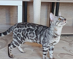 Кошки в Москве: Бенгальские котята серебро  Мальчик, Бесплатно - фото 3