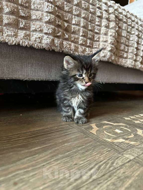 Кошки в Санкт-Петербурге: Мейн-кун чистокровные американцы Разнополые, 32 500 руб. - фото 7