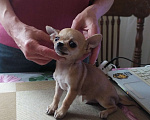 Собаки в Москве: Гномик, мини чихуахуа  Мальчик, 40 000 руб. - фото 7