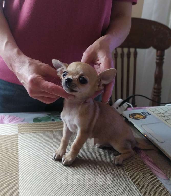 Собаки в Москве: Гномик, мини чихуахуа  Мальчик, 40 000 руб. - фото 7
