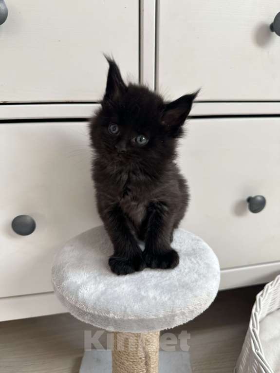 Кошки в Санкт-Петербурге: Котята мейн кун полидакты и классика Разнополые, 50 000 руб. - фото 5