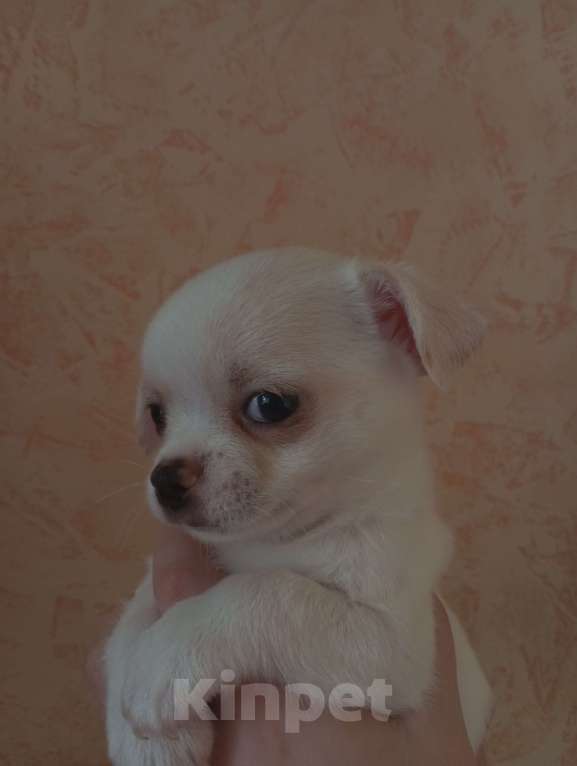 Собаки в других городах Московской области: Продаю щенков чихуахуа Мальчик, 25 000 руб. - фото 7