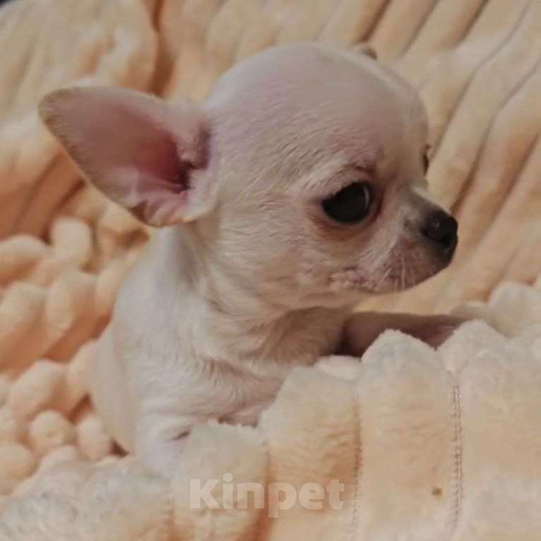 Собаки в Москве: Чихуахуа щенок мальчик Мальчик, 45 000 руб. - фото 2