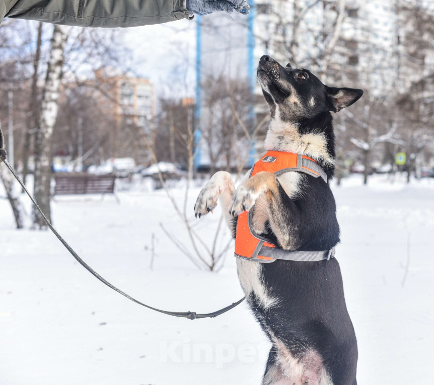 Собаки в Москве: Дина Девочка, Бесплатно - фото 4