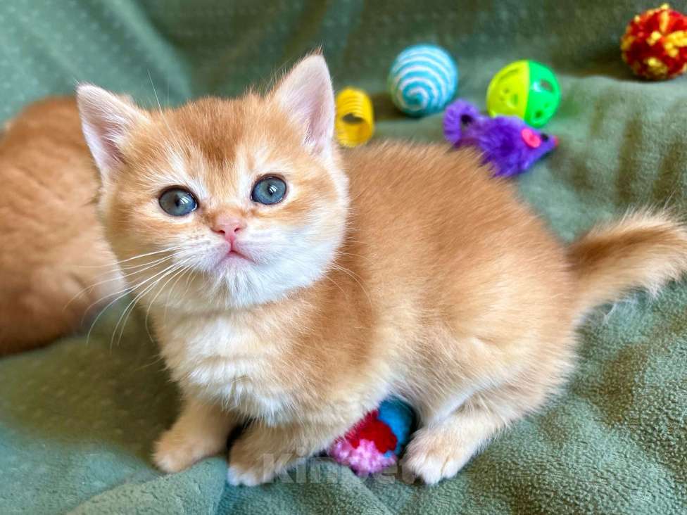 Кошки в Москве: Золотая плюшевая шиншилла Девочка, 35 100 руб. - фото 5