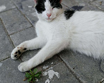Кошки в Княгинино: Мурочка , Бесплатно - фото 1