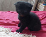 Кошки в Ливны: Чистокровные шотландские вислоухие котята, 10 000 руб. - фото 2