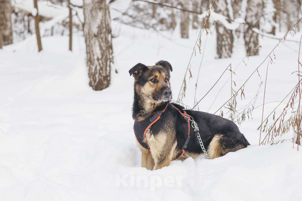 Собаки в Москве: Собака в добрые руки Мальчик, Бесплатно - фото 8