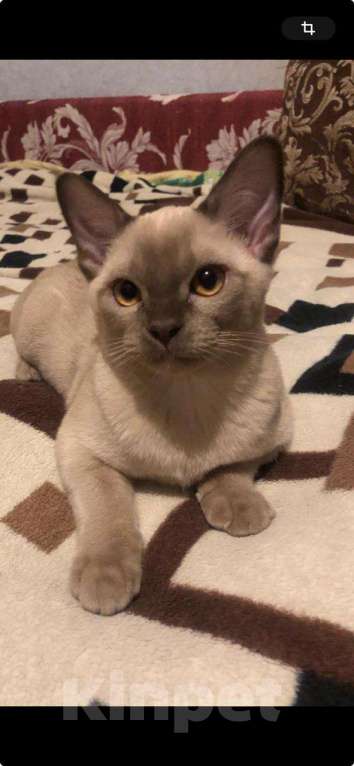 Кошки в Москве: Продаются бурманские котята Мальчик, Бесплатно - фото 1