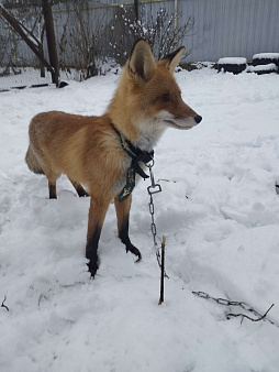 Попал домашний лис 