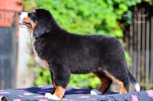 Объявление: Бернская горная собака, 1 руб., Краснодар