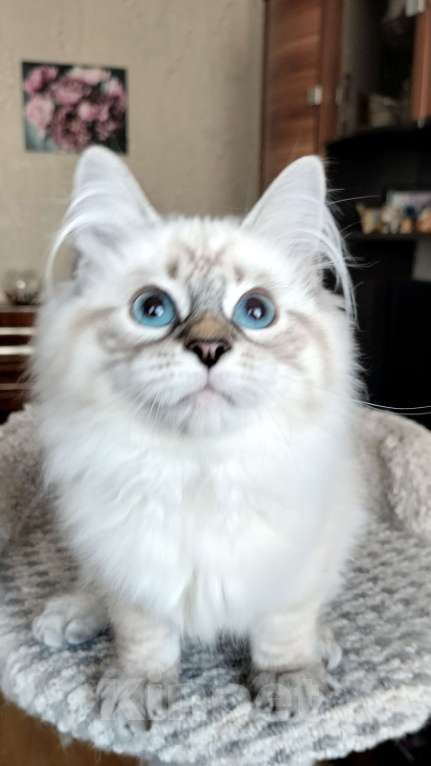 Кошки в Санкт-Петербурге: Лола Невская Радость Девочка, 65 000 руб. - фото 1