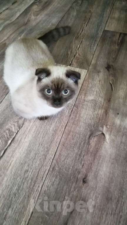 Кошки в Мурманске: манчкин Тема Мальчик, Бесплатно - фото 8