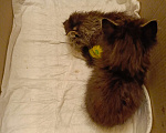 Кошки в Кисловодске: Отдадим двух котят в добрые руки Мальчик, Бесплатно - фото 1