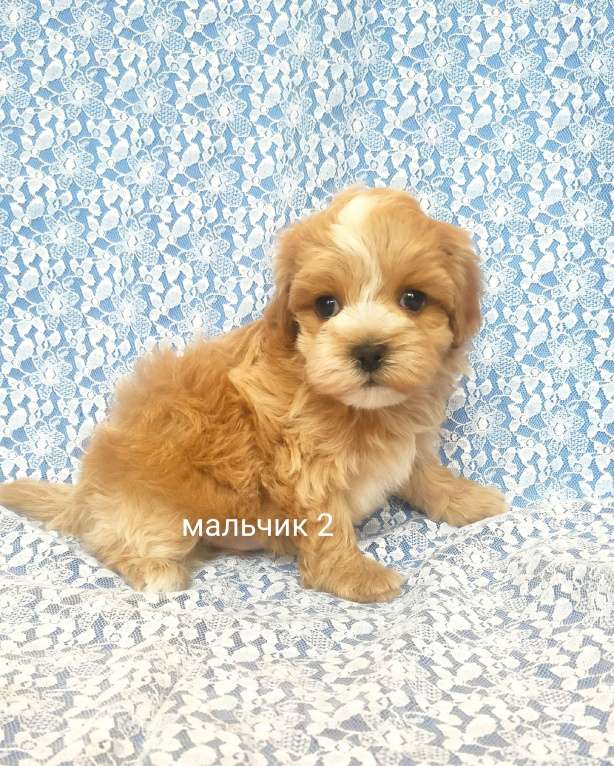 Собаки в Москве: мальтипу мальчик F1  Мальчик, 70 000 руб. - фото 3