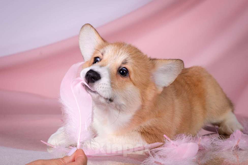 Собаки в Москве: Продам щенка вельш корги пемброк Девочка, 70 000 руб. - фото 6