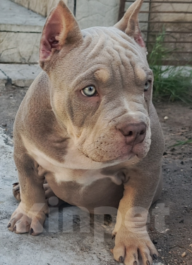 Собаки в Челябинске: Продам девочку Американского булли Девочка, 130 000 руб. - фото 2