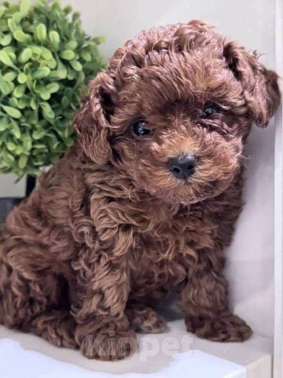 Собаки в Санкт-Петербурге: Той-пудель Тедди щенок девочка Девочка, 150 000 руб. - фото 2