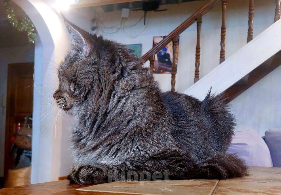 Кошки в Москве: Взрослый Мальчик, 1 руб. - фото 2