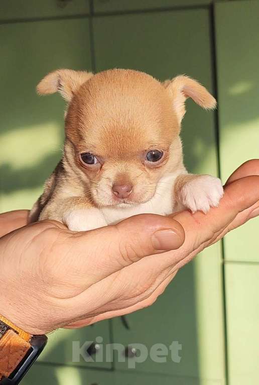 Собаки в Саратове: Малышка чихуахуа Девочка, 40 000 руб. - фото 1