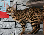Кошки в Москве: Бенгальские котята (кошечка) Девочка, 15 000 руб. - фото 4