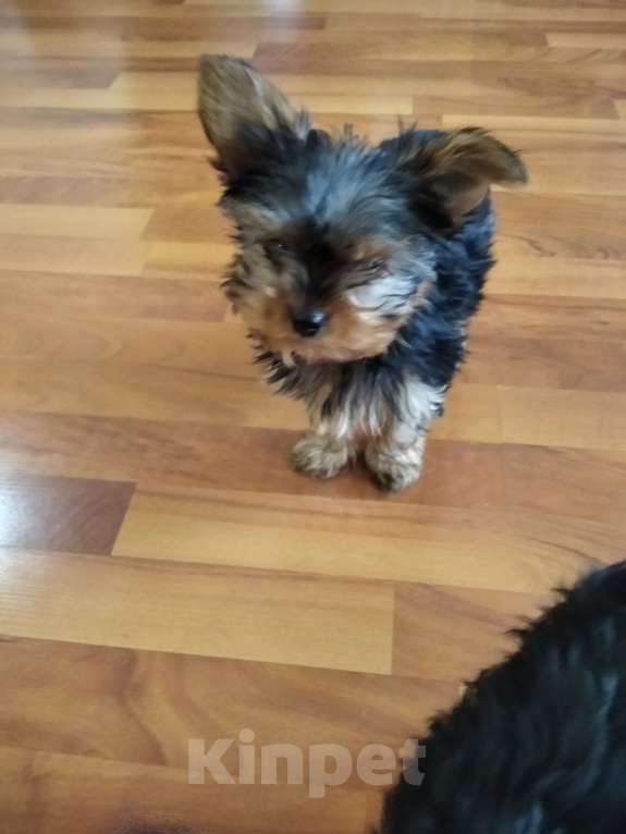 Собаки в других городах Тульской области: Продаются девочки Девочка, 25 000 руб. - фото 2