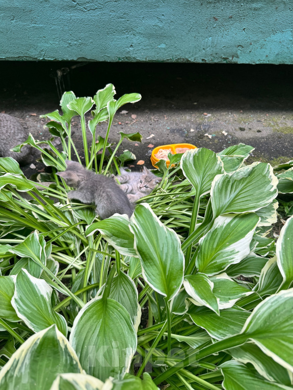 Кошки в Москве: Замечательные дымчатые котята ждут любящих хозяев Разнополые, 1 руб. - фото 2