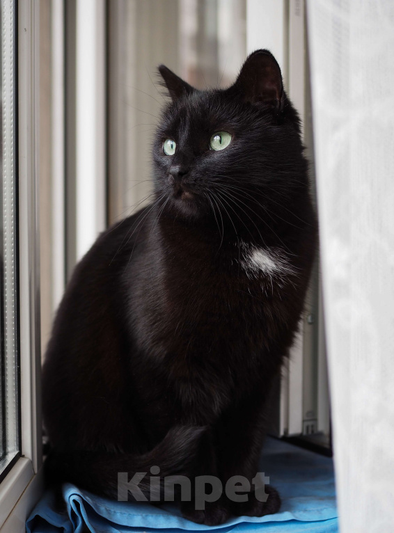 Кошки в Москве: Нежная кошка в добрые руки  Девочка, Бесплатно - фото 2