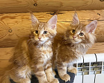 Кошки в Барнауле: Кошечка Мейн-кун Девочка, 28 000 руб. - фото 4