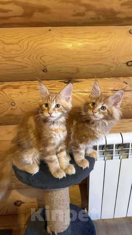 Кошки в Барнауле: Кошечка Мейн-кун Девочка, 28 000 руб. - фото 4