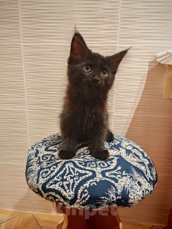 Кошки в Уфе: Черныш Мальчик, Бесплатно - фото 3