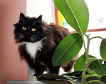 Кошки в Калуге: Роскошная пушистая Ляля. Молодая кошка в добрые руки. Девочка, Бесплатно - фото 1