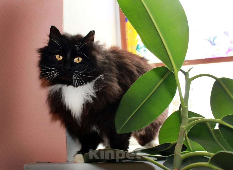 Кошки в Калуге: Роскошная пушистая Ляля. Молодая кошка в добрые руки. Девочка, Бесплатно - фото 1