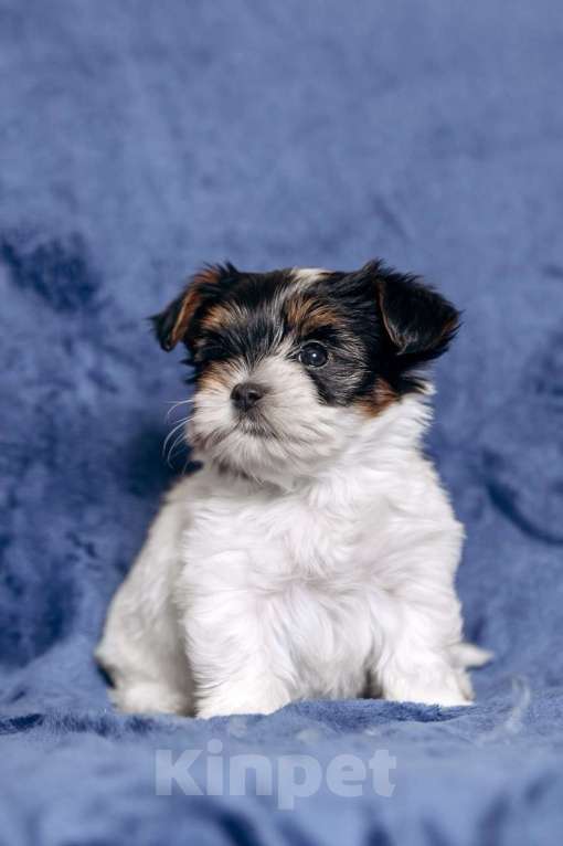 Собаки в Москве: Щенки бивер йорка Мальчик, 60 000 руб. - фото 1