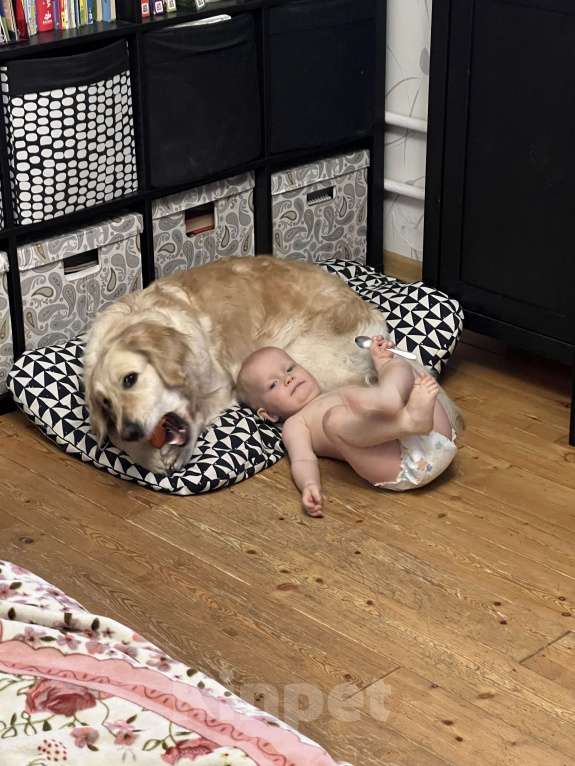 Собаки в Москве: Отдам в очень добрые руки девочку золотистого ретривера Девочка, Бесплатно - фото 1