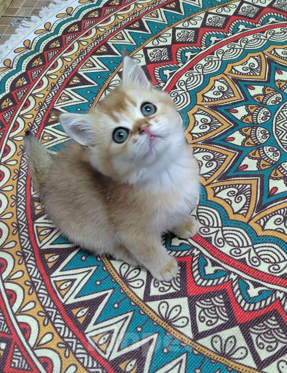 Кошки в Москве: Мальчики британцы 4 мес. Зефирчик, Ярослав, Злато Мальчик, 35 000 руб. - фото 3