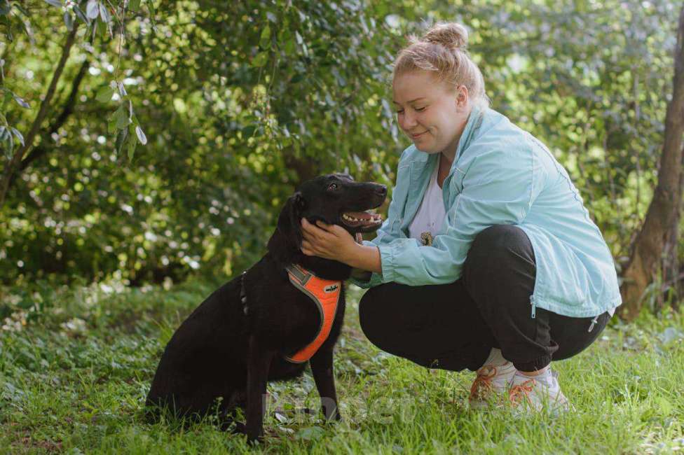 Собаки в Лобне: Небольшой и благородный Кайрос в поиске своей семьи Мальчик, Бесплатно - фото 4