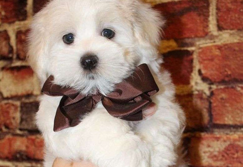 Малыш Мальтипу f2