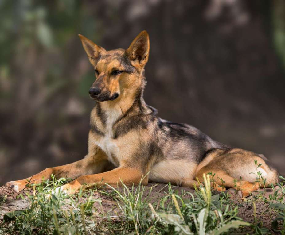 Собаки в Москве: Лана Девочка, Бесплатно - фото 4