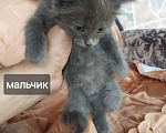 Кошки в других городах Краснодарского края: котята в добрые руки Мальчик, Бесплатно - фото 2