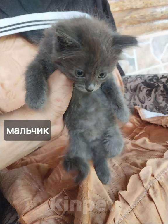 Кошки в других городах Краснодарского края: котята в добрые руки Мальчик, Бесплатно - фото 2