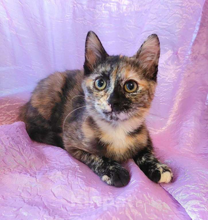 Кошки в Москве: Котятки сиротки ищут дом Девочка, Бесплатно - фото 2