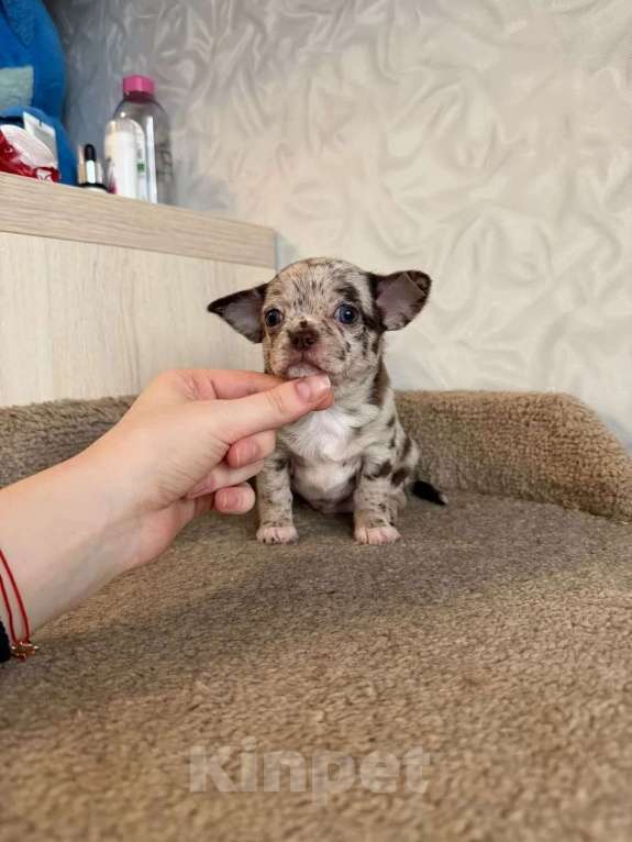 Собаки в Москве: Мальчик лиловый мерле Мальчик, 40 000 руб. - фото 1