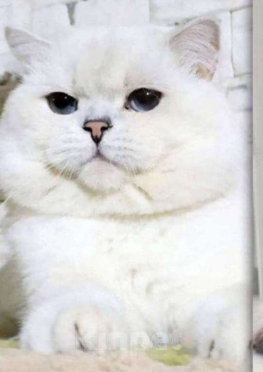 Кошки в Саратове: Британская Мальчик, 20 000 руб. - фото 3